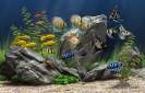 Náhled programu Dream_Aquarium_Screensaver. Download Dream_Aquarium_Screensaver